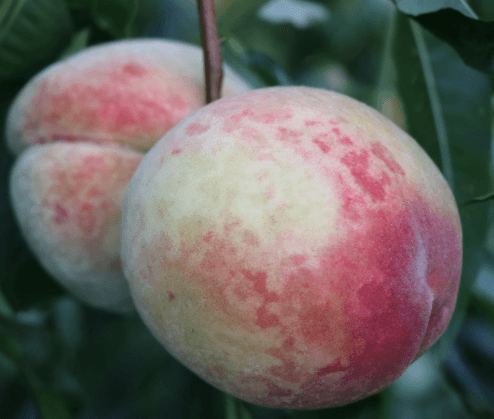 Incrocio-pieri-oszibarack