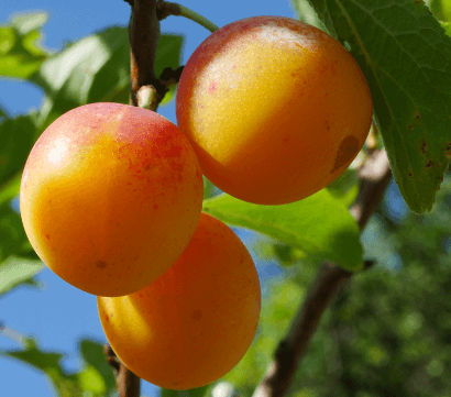 Mirabelle-von-nancy-szilva