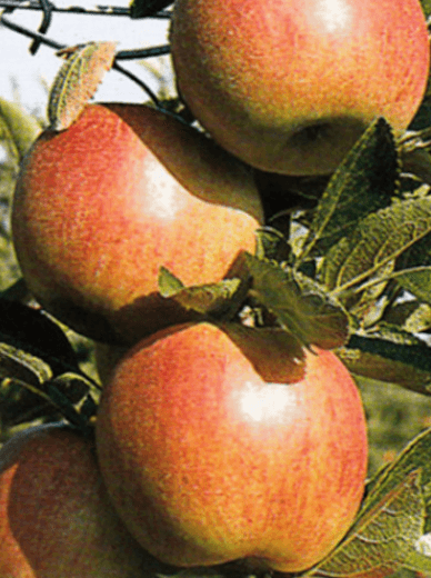 Braeburn alma